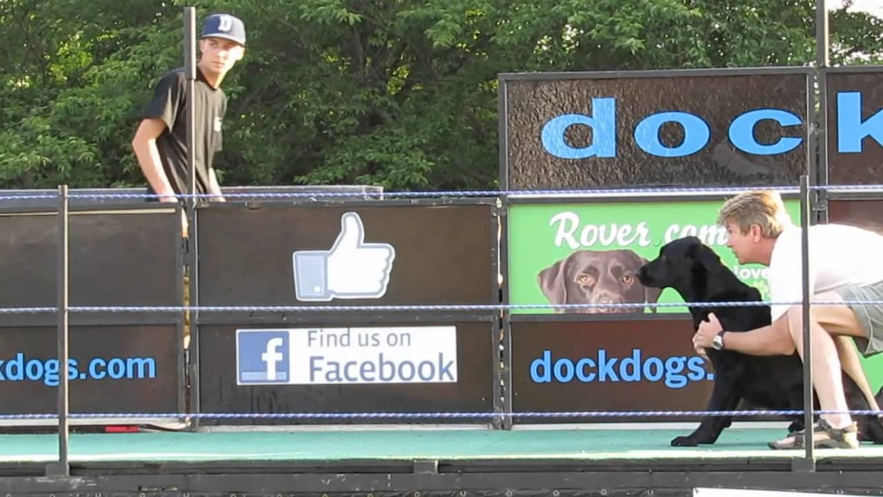Dock Dogs jumping competition Celebrate Fairfax 2013, Fairfax, VA