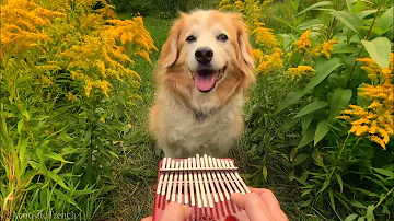Here Comes The Sun on a Kalimba