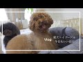 【Vlog/犬/ドライブベット】愛犬と一緒にドライブを楽しむ為、ドライブベット購入しました。トイプードル　おパンツカット　多頭飼い