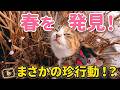猫が春を見つけた時の、おかしな行動3選!