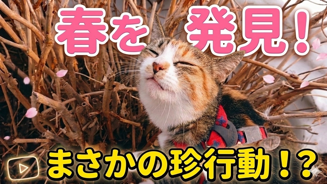 猫が春を見つけた時の、おかしな行動3選!