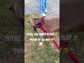 “Little dog wants to play…so Polish waits 🐶❤️