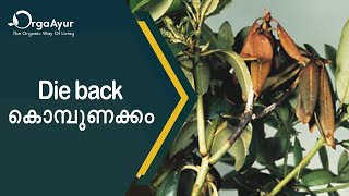 Die back/കൊമ്പുണക്കം | Farming Malayalam | Kerala farming | OrgaAyur |