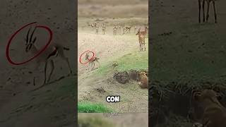 venados vs leona 😱   #animals #animales #salvajes #mundoanimal #animallife #datoscuriosos