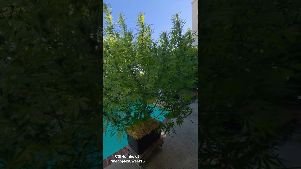 8 feet tall Marijuana plant organic homegrown CSI Humboldt