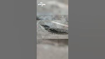 Cuộn Thép Hàng Chục Tấn Rơi Từ Xe Container Đè Bẹp Ô Tô Con Ở Hà Nội - BÁO GIAO THÔNG #shorts