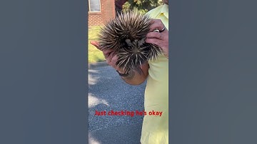 Finding an echidna. Let’s check it’s over and release. #goneviral #echidna #viral #animals