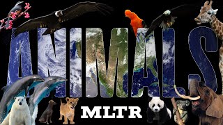 Download Lagu Michael Learns To Rock - Animals (Lyric Video) MP3