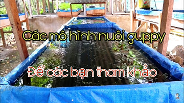 Cá 7 màu | các mô hình nuôi cá 7 màu ở nước bạn | để các bạn mới chơi tham khảo