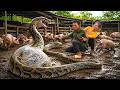 72 Hours of Terror😱Father&Daughter Work Together Save Their Pigs from an Attack by a Giant Python