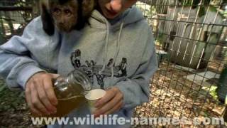 Capuchin Monkey Tessa