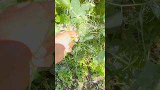 Sugar snap peas harvest #vegetables #homegarden #homegrown