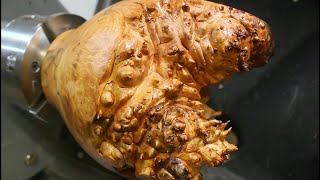 Hidden Beneath the Bark - I Wasn't Expecting That !!