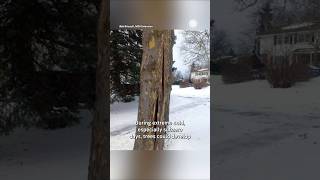 Download Lagu Will Trees Explode in Cold This Weekend? MP3