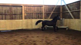 Quintero Ask X Mytens