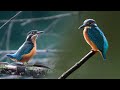 This is how i find and photograph common kingfisher  pov wildlife and bird photography