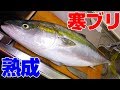 【発見】釣ったその日は勿体無い!?初日・24時間・48時間で食べ比べ‼