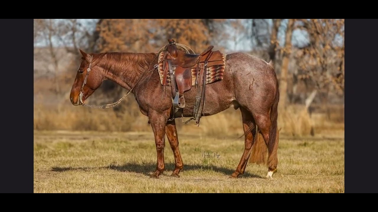 Red Bluff 2024 Lot 26 Hash Money - YouTube