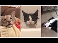 BEST ANIMALS Videos of 2020🐶😻 Funny Animals Videos Compilation 🤣 | Funny Pet Videos 🤣 #25