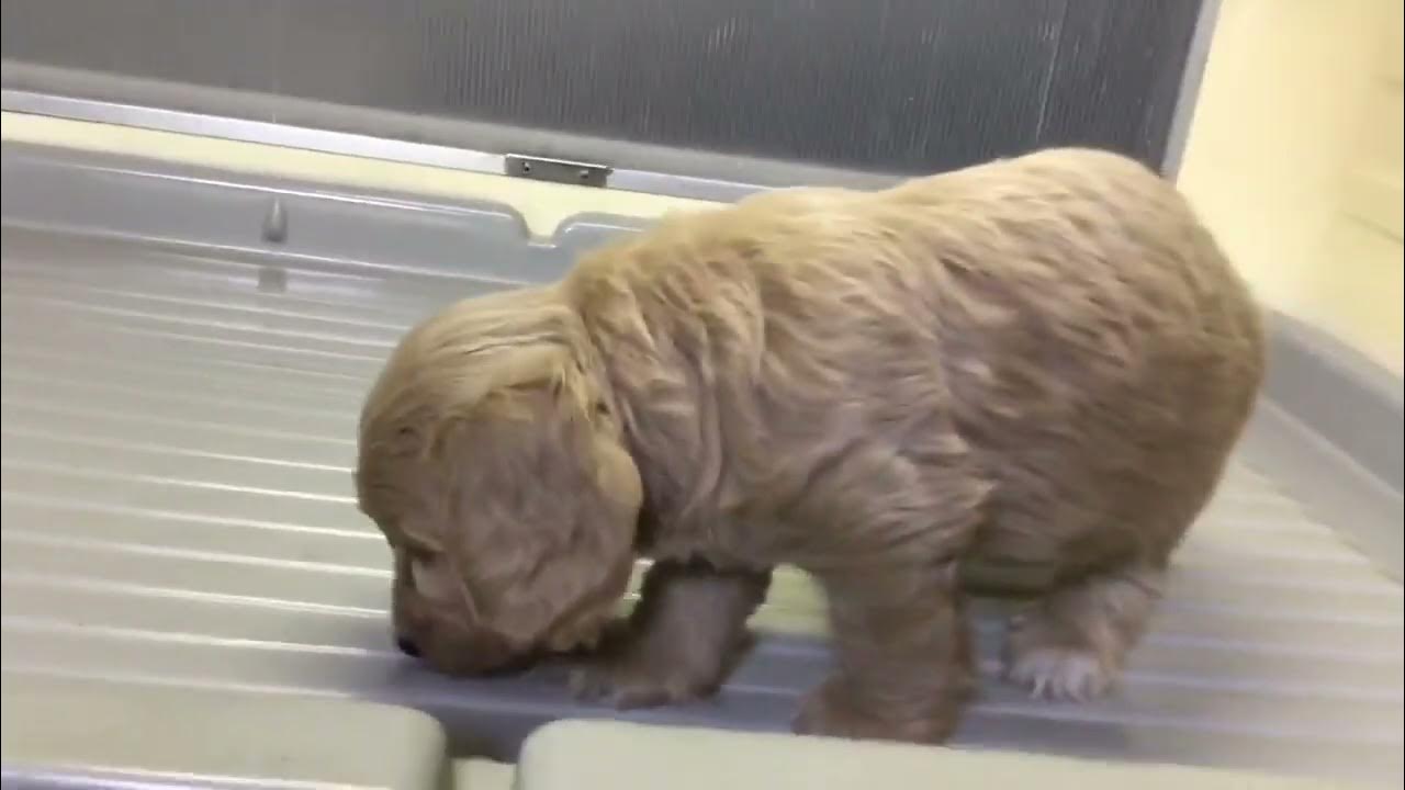 ミックス犬 ミニチュアダックス トイプードル 可愛い女の子です Youtube