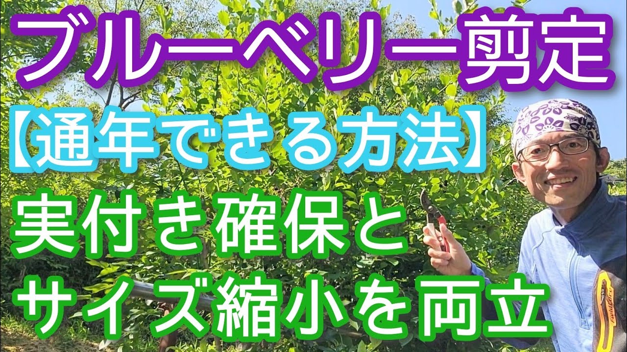 【ブルーベリーの剪定】いつでも可能で実がなるサイズ縮小法(2025年8月)🍃🟣