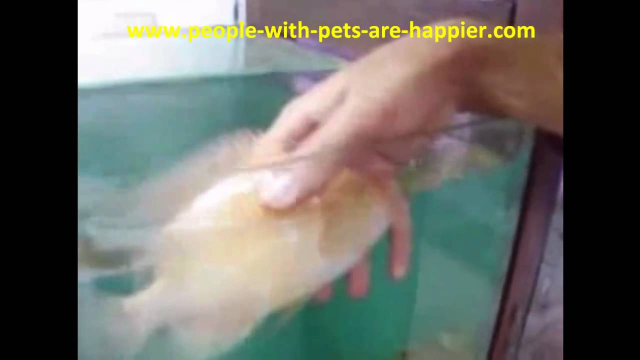 Bob, The Fish That Loves To Be Petted, And Does Not Mind Being Lifted