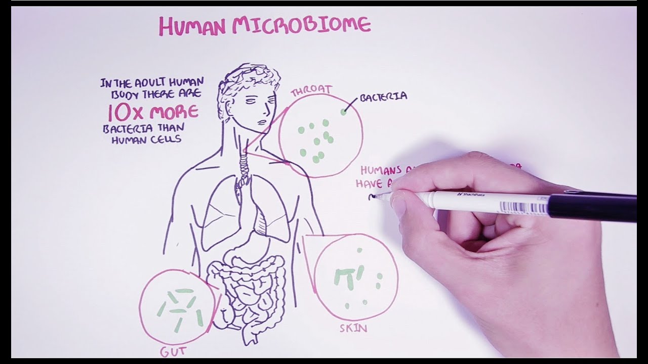Hungry Microbiome: Gut Microbiome - YouTube human digestion diagram 