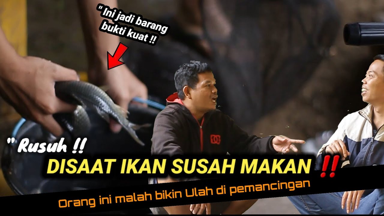 Umpan jitu ikan mas musim hujan ikan susah makan || umpan paling simple