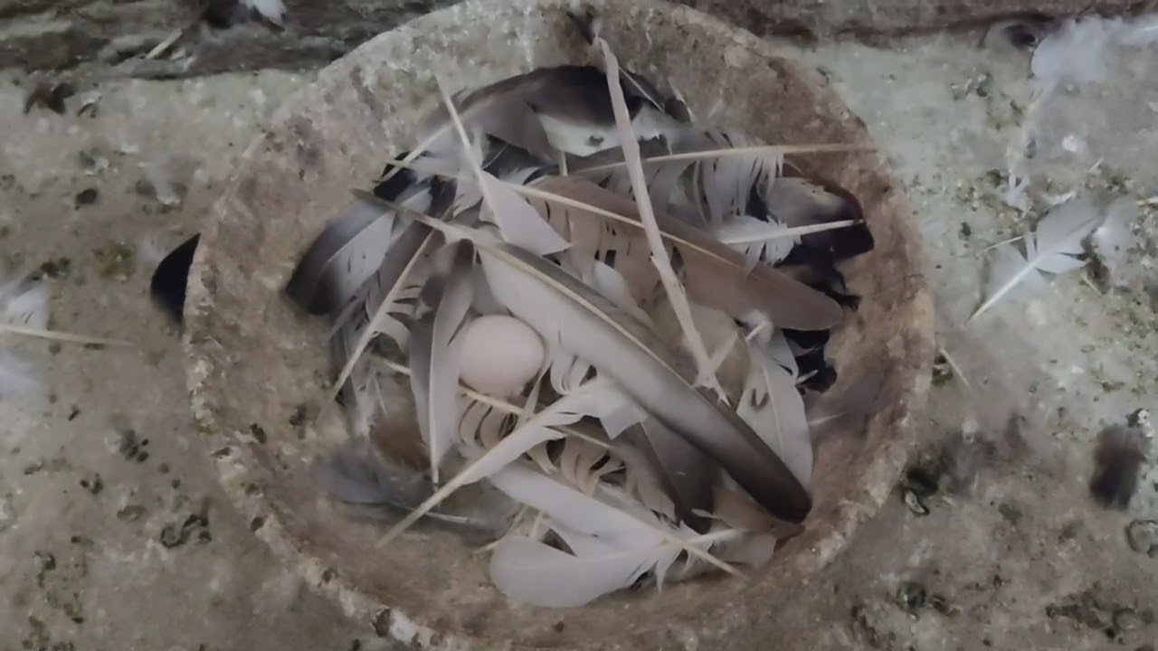 طلعت عند الحمام وحصل مفاجأه مكنتش متوقعها خلى بالك مهم