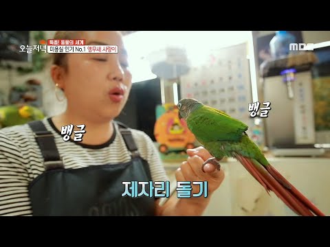 [생방송 오늘 저녁] 우리 동네 핫플 미용실?! 인기스타 앵무새 사랑이를 소개합니다~ 20200529