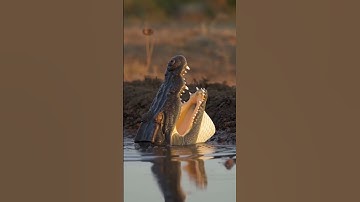 🐅 Fierce Showdown Between a Tiger and a Crocodile in the Wild 🐊 AI-generated