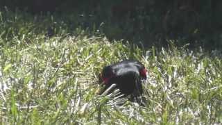 robin drinking water redwinged black birds finch hummingbird golden crowned sparrow