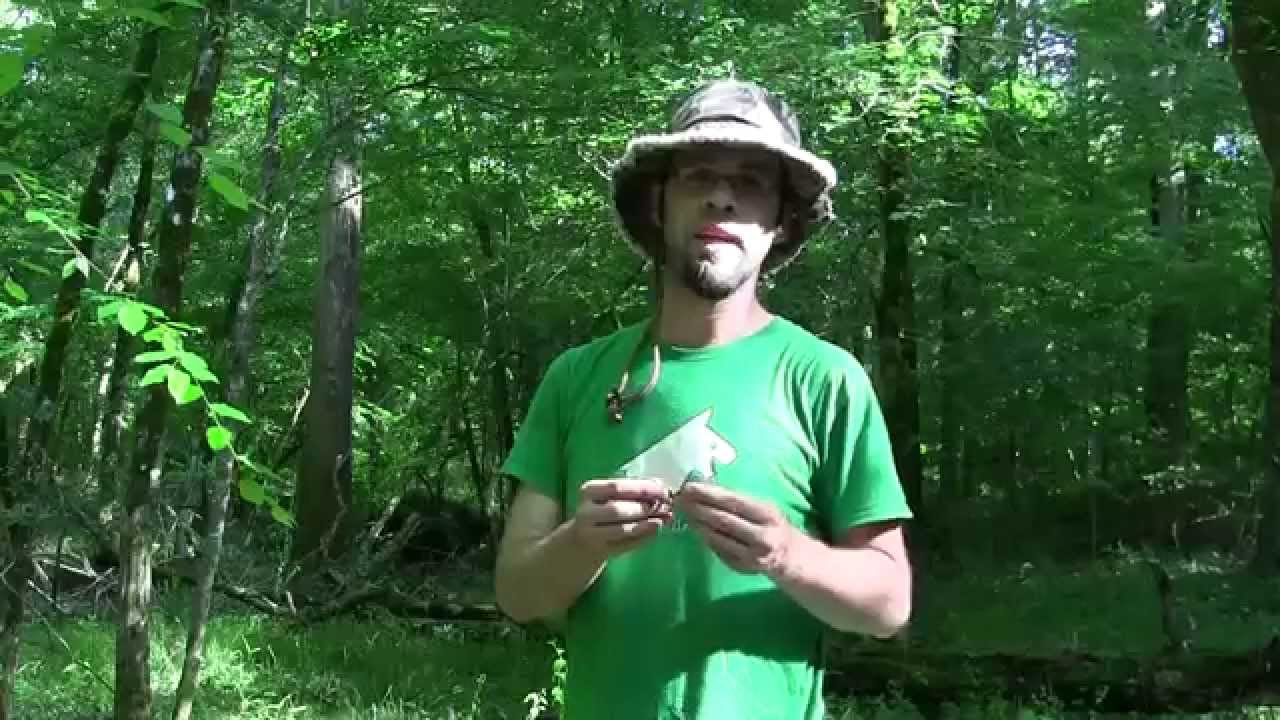 rough green snake for sale near me NEVER ENDING HERPING:COASTAL NORTH CAROLINA S1E4