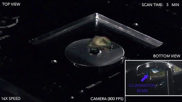 Alpenglow open-top light-sheet (OTLS) microscope demo