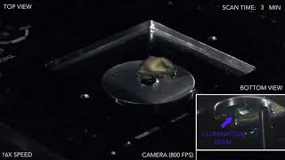 Alpenglow open-top light-sheet (OTLS) microscope demo