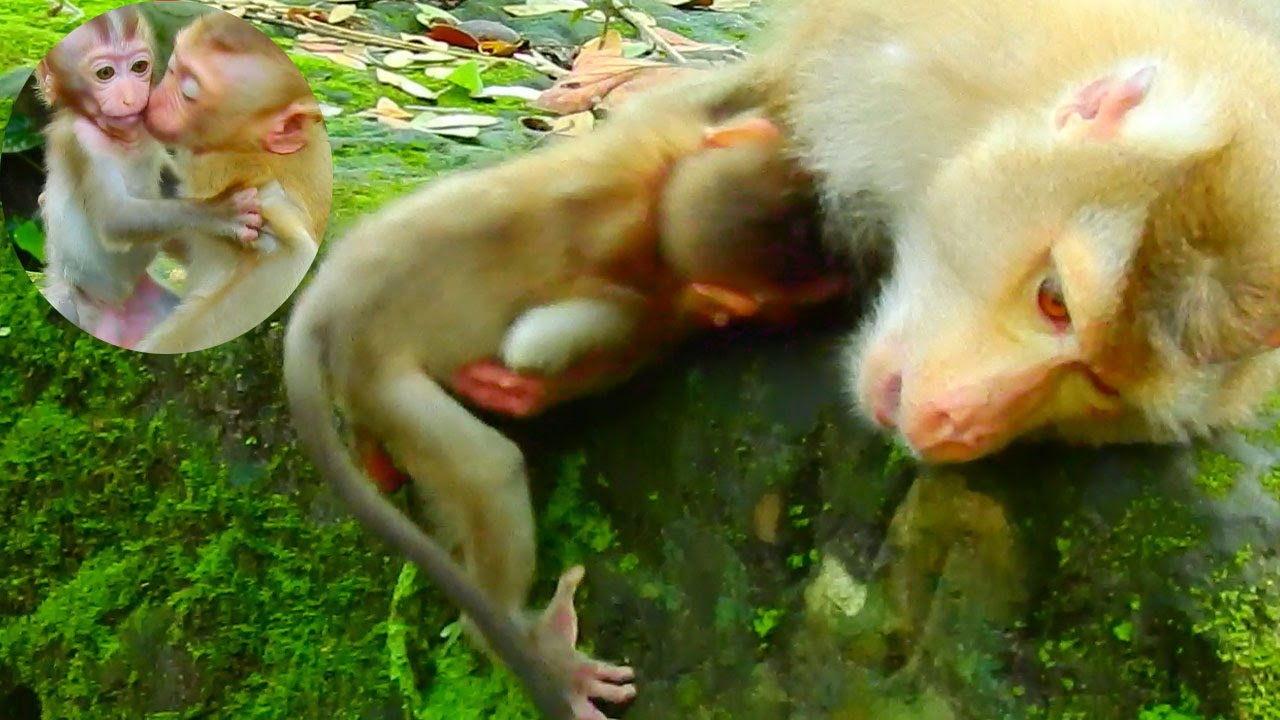 Baby Ricky Rosy Baby Ricky Loves To Baby Rainbow So Much - YouTube