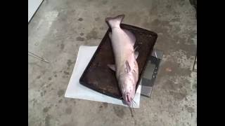 Catfish fever!