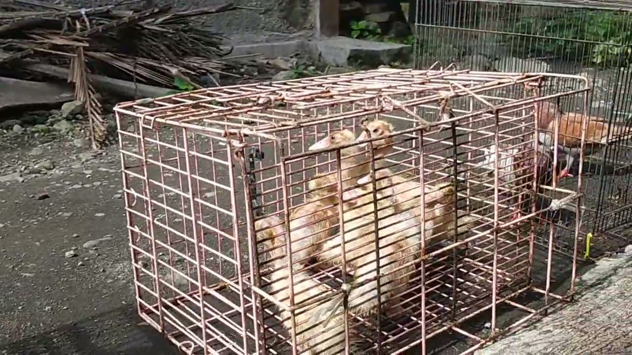 AKTIVITAS PAGI MENJEMUR HEWAN PELIHARAAN AYAM + ENTHOK & MERPATI 