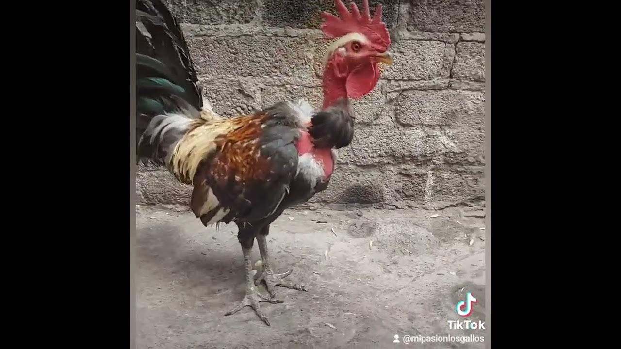 gallo pollo giro hatch chiricano malgache guaro carioco pescuezo pelado