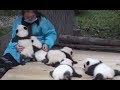 飼育員さんに抱きかかえられる赤ちゃんパンダが可愛い❤　A baby panda cuddling to a keeper is cute
