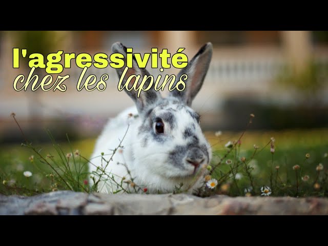 Lapins – Zoonac