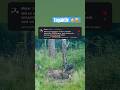 Skeptisch - 🤔🌿 Jagd auf Schwarzwild mit Lockmittel #jagd #tiere #jagen #sau
