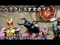 【初投稿】くわがた拾った！！！！！