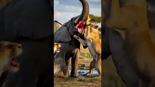 Rare War Lions Attack Elephant In War Zone
