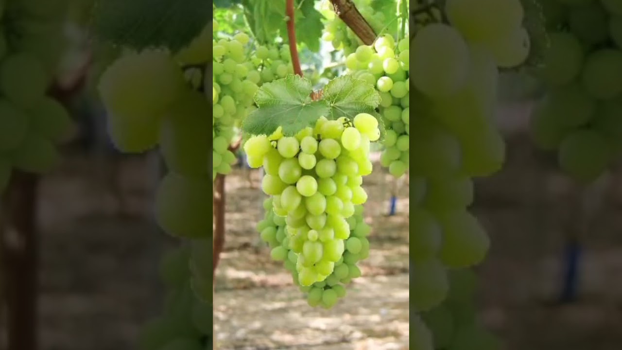 Изучаем цвета с помощью фруктов! 🍎🌈 | Детские песенки для детей 