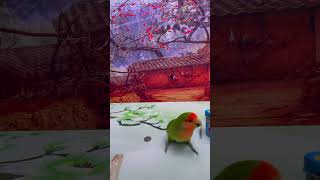 Bird Training  Smart Lovebird Parrot  Smart Little Cute Parrot #Training #Smartparrot #Cute