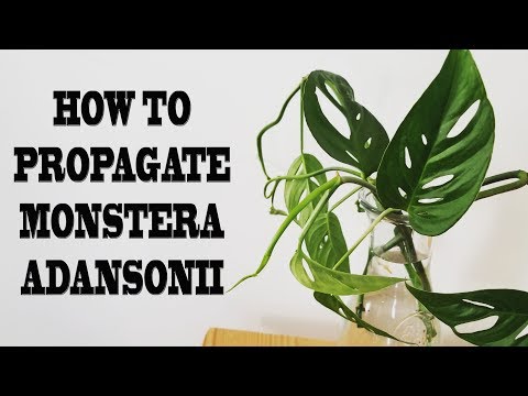 How To Propagate Monstera Adansonii | Swiss Cheese Vine