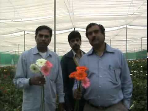 Floriculture Unit visit by Narasimha Murthy - Gopa...