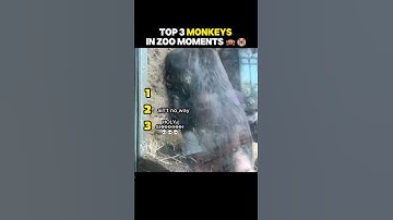 Ranking The Funniest Monkeys in Zoo Moments🙉 #monkey #animal #meme #tiktok