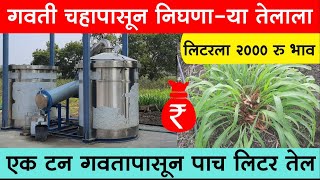 गवती चहा पिकात सातत्य ठेवा, लाखों रुपये कमाईची हमी | Citronella | Oil | Benefits | herbal | Tea |